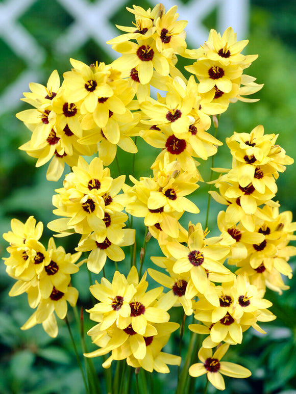Ixia Yellow - Fall Planted Flower Bulbs DutchGrown