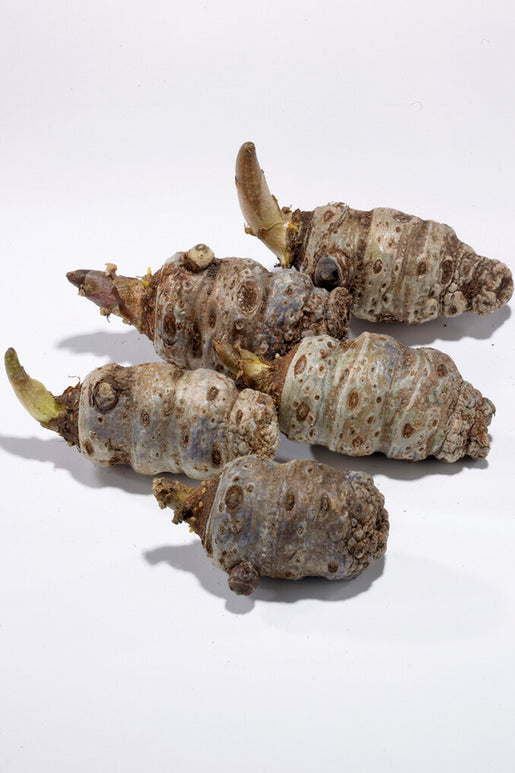 Jack in the Pulpit Cobra Lily Bulbs Arisaema Speciosum Magnificum