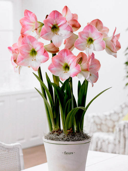 Amaryllis Apple Blossom in pot