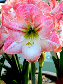 Jumbo Amaryllis Apple Blossom