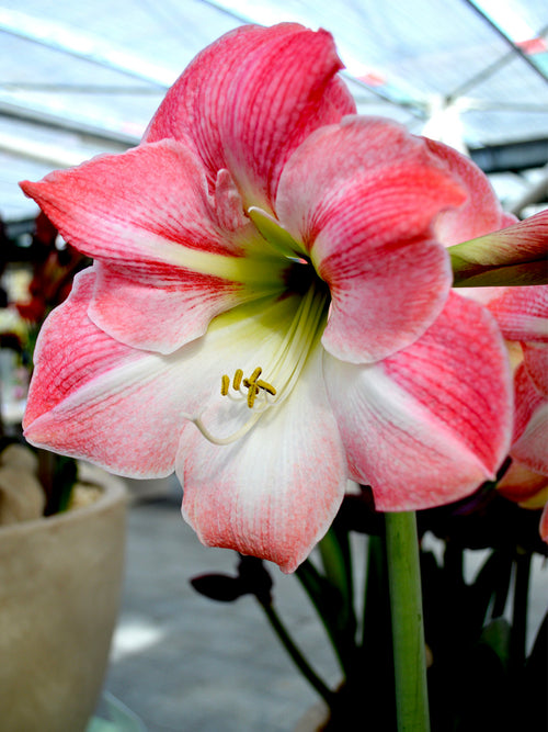 Amaryllis Apple Blossom Flower Bulbs