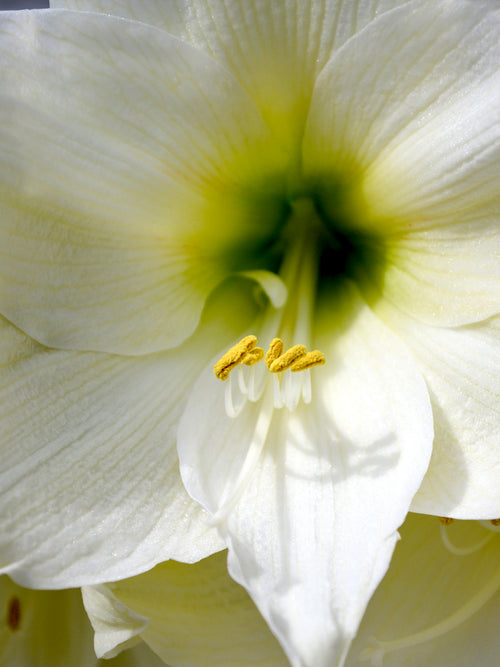 Close Up Jumbo Amaryllis Christmas Gift