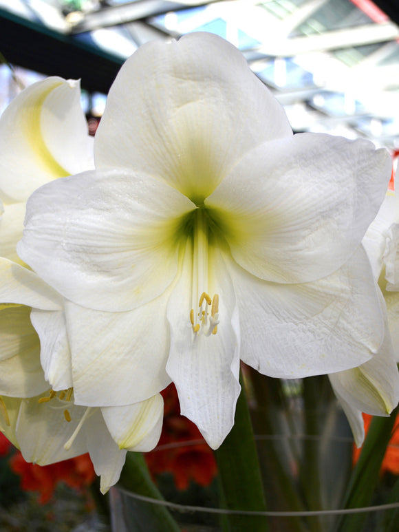 Jumbo Amaryllis Christmas Gift