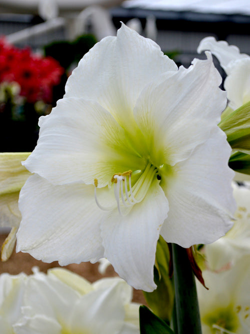 White Jumbo Amaryllis Christmas Gift