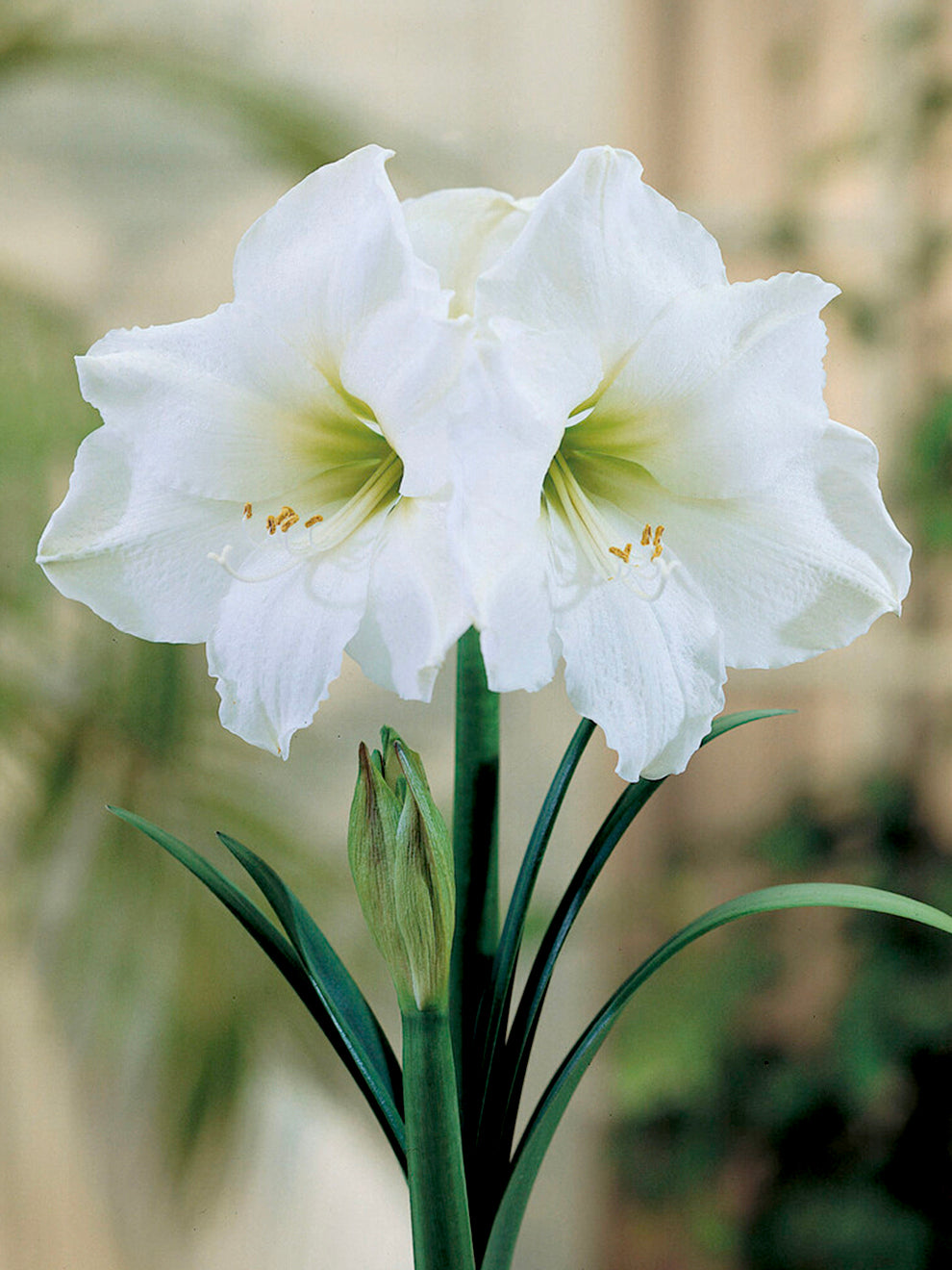 white amaryllis lily Jumbo Amaryllis Christmas Gift Bulb, White - 1 Bulb