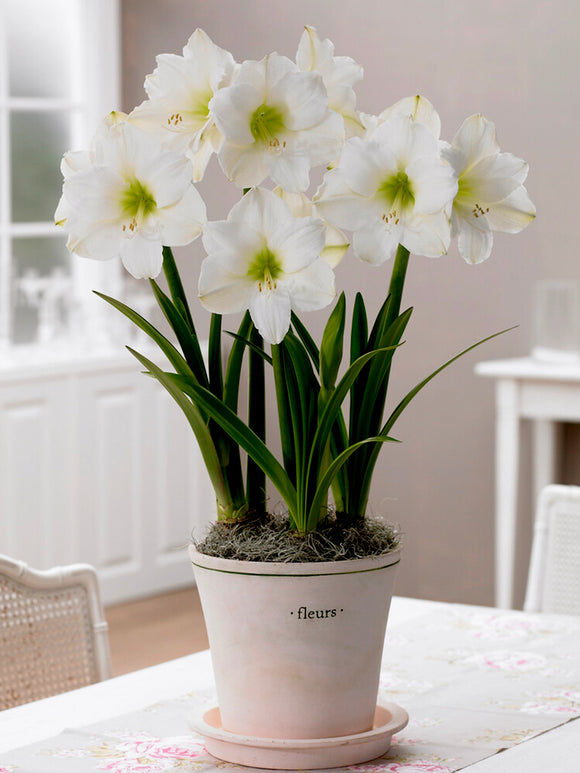 Jumbo Amaryllis Christmas Gift in pot