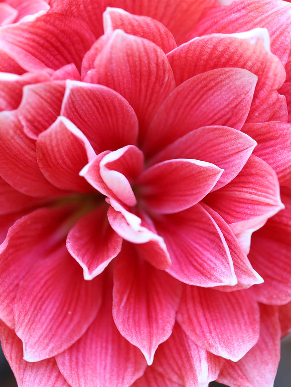 Jumbo Double Amaryllis Double Dream - Pink