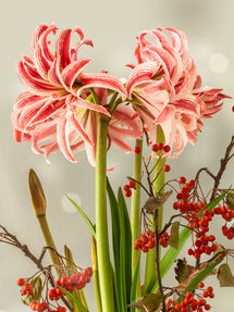 Jumbo Double Amaryllis Doublet