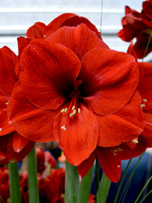 Jumbo Amaryllis Ferrari