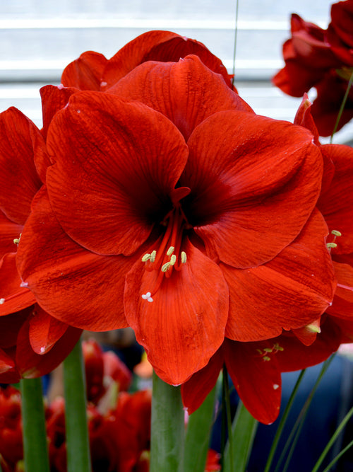 Amaryllis Ferarri