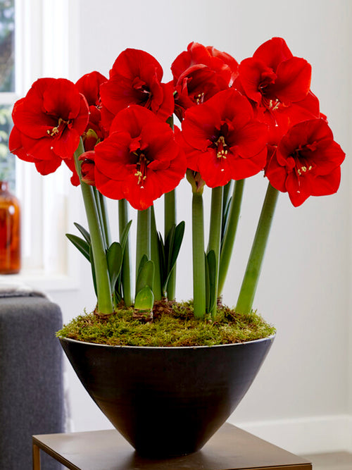 Amaryllis Ferarri in pot