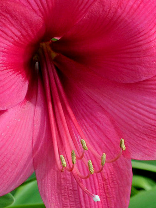 Jumbo Amaryllis Lagoon Close Up