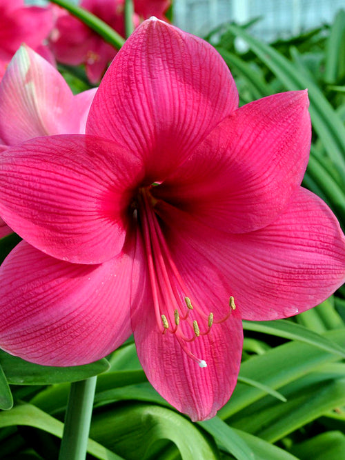 Jumbo Amaryllis Lagoon Pink
