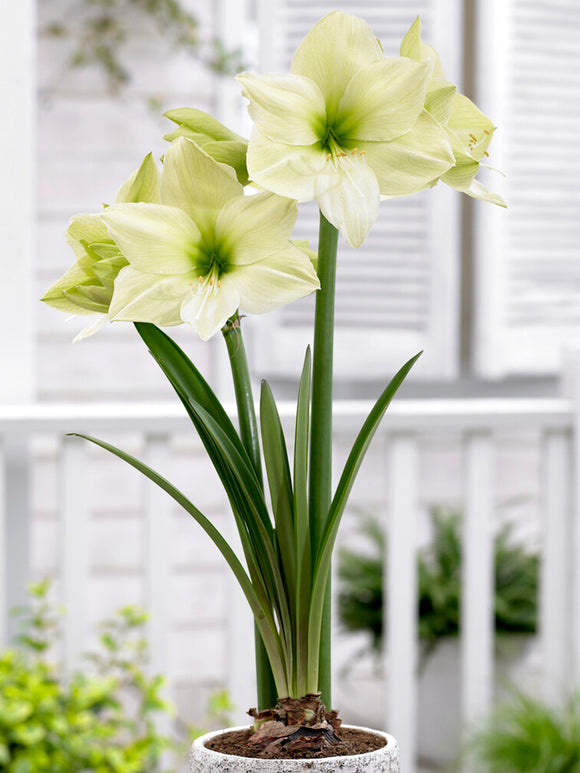 Jumbo Amaryllis Luna, Huge Lemon and Green Flowers in pot