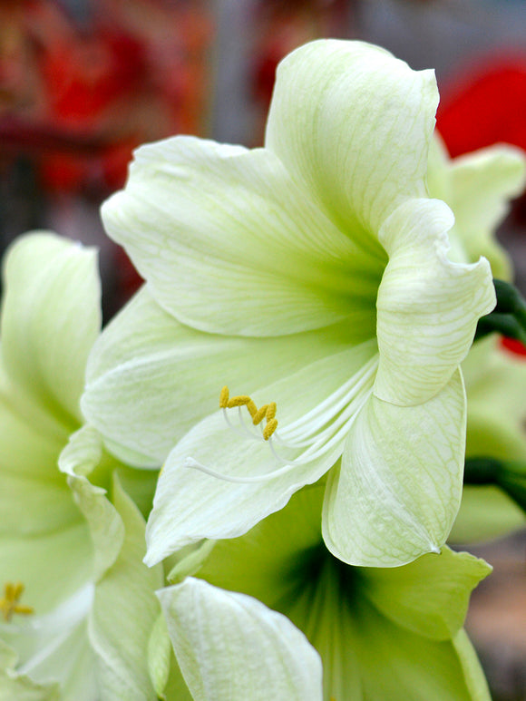 Jumbo Amaryllis Luna, Huge Lemon and Green Flowers