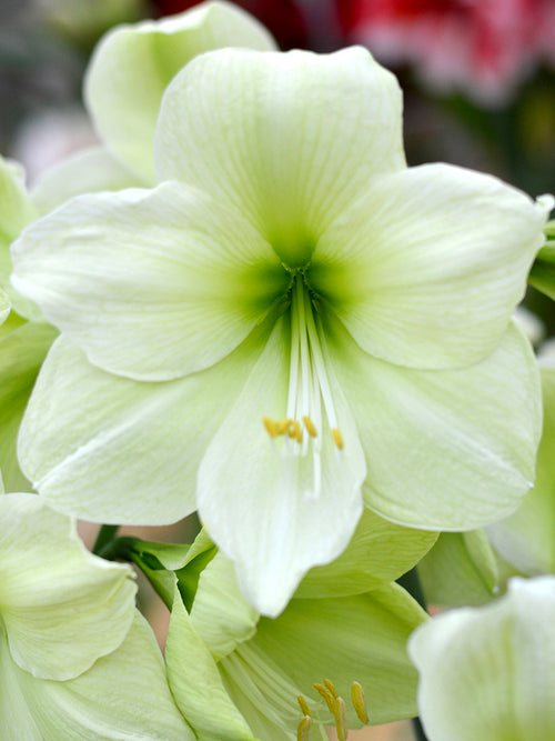 Jumbo Amaryllis Luna, Huge Lemon and Green Flowers