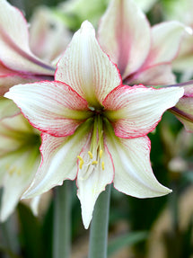 Jumbo Amaryllis Magic Green