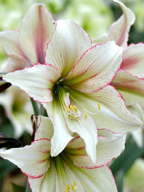 Jumbo Amaryllis Magic Green Bulbs Huge Flowers