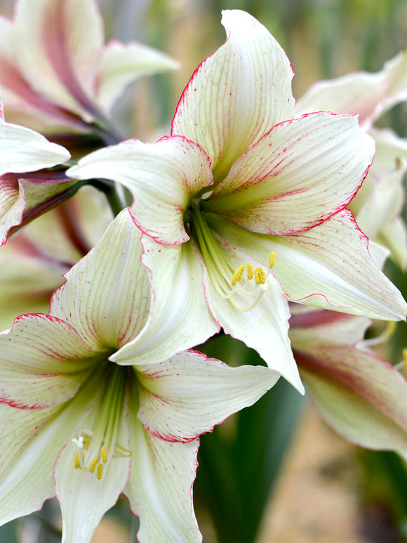 Jumbo Amaryllis Magic Green Bulbs