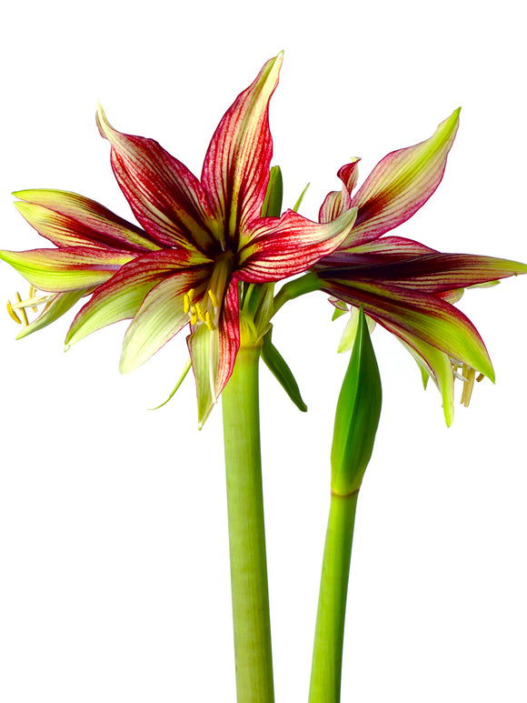 Jumbo Amaryllis Mystica