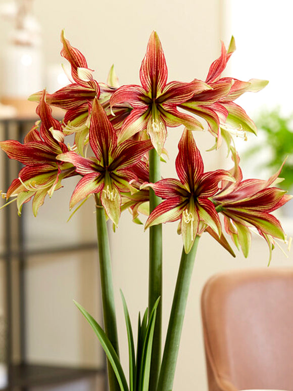 Jumbo Amaryllis Mystica New