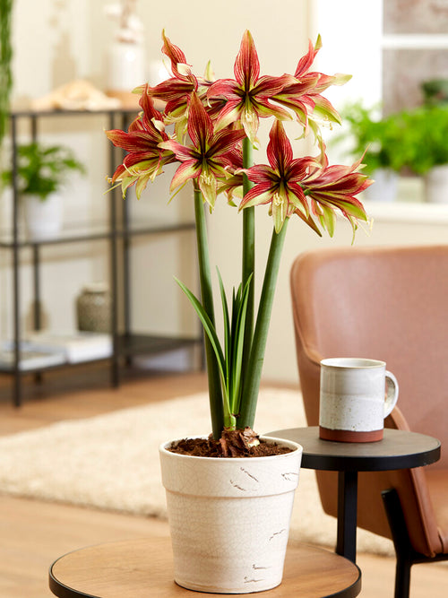 Jumbo Amaryllis Mystica in pot