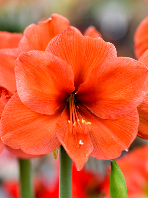 Orange Amaryllis Flowers Desire