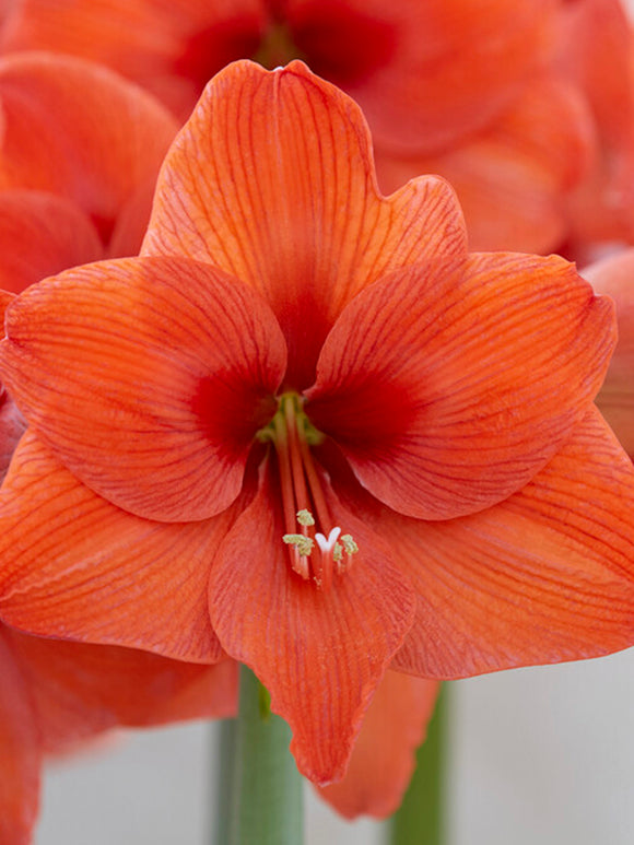 Amaryllis Orange Desire