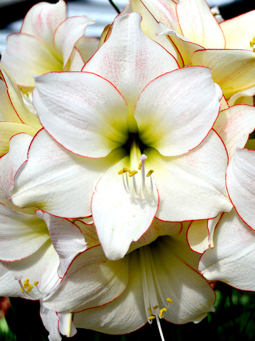 Jumbo Amaryllis Picotee Bulbs