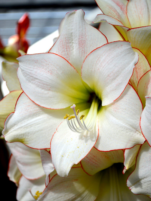 Jumbo Amaryllis Picotee Bulbs White with red edge