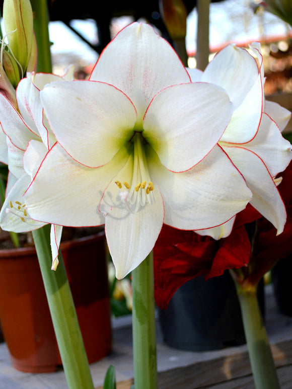 Jumbo Amaryllis Picotee Bulbs
