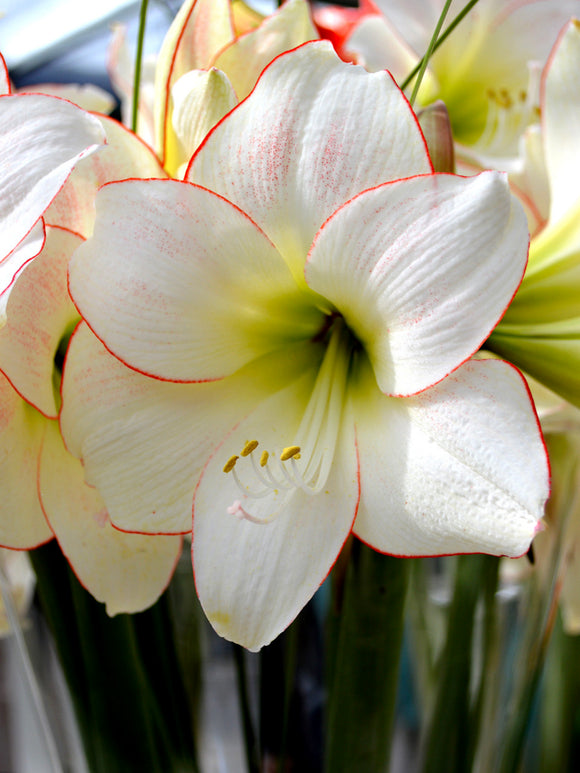 Jumbo Amaryllis Picotee Bulbs DutchGrown