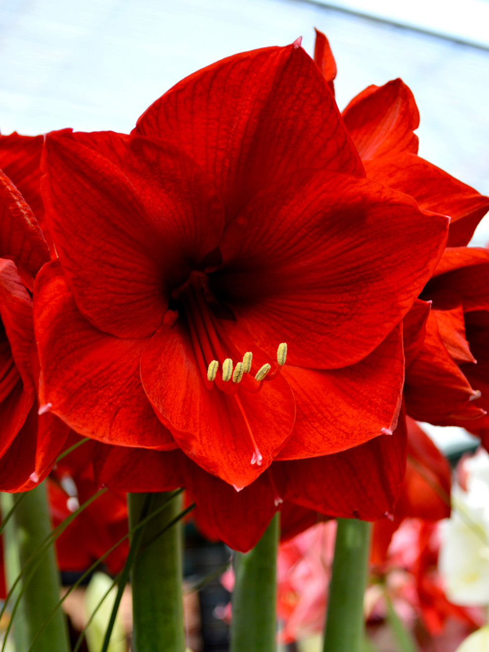large red lily flower Jumbo Amaryllis Red Lion Bulb, Red - 1 Bulb