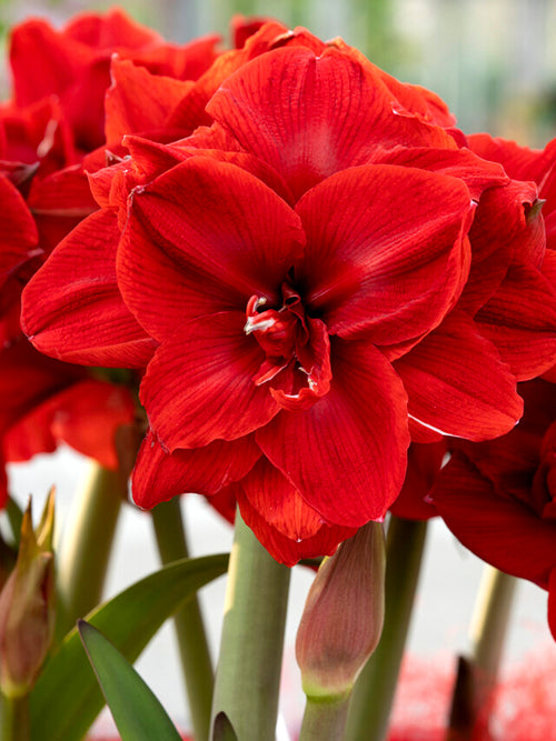 Amaryllis Red Nymph Bulbs DutchGrown