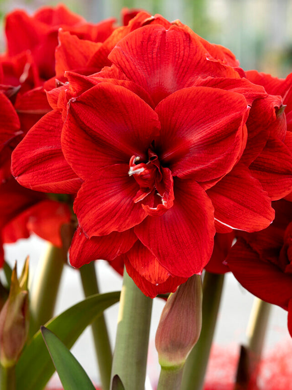 Amaryllis Red Nymph Bulbs DutchGrown