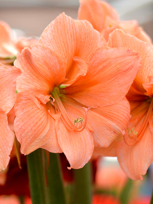 Jumbo Amaryllis Rilona - Peach, Apricot and Salmon flowers