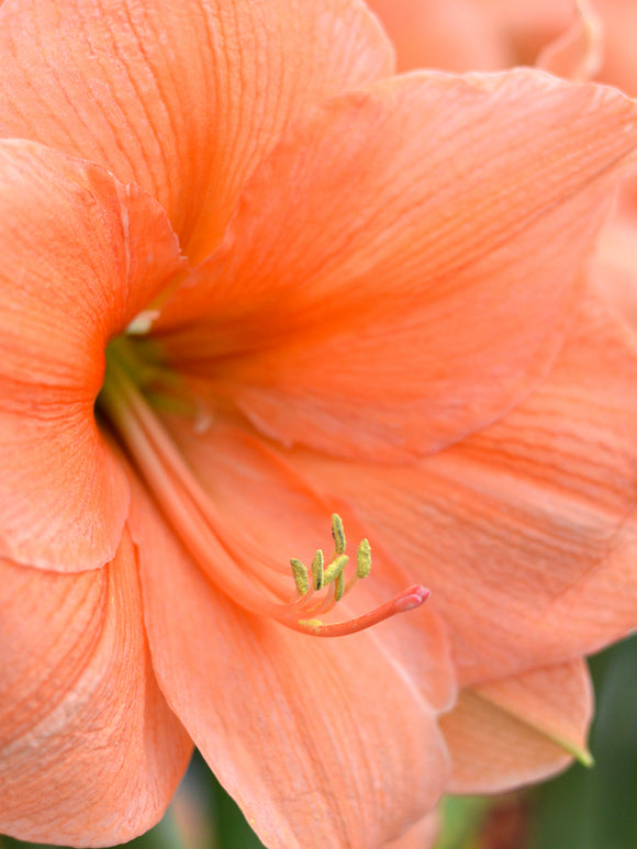 Jumbo Amaryllis Rilona, Huge Bulbs, Apricot/Salmon Flowers