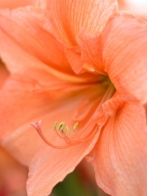 Jumbo Amaryllis Rilona, Huge Bulbs, Apricot/Salmon Flowers
