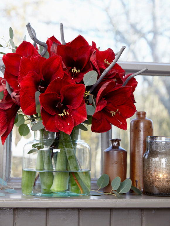 Jumbo Amaryllis Royal Velvet in Vase