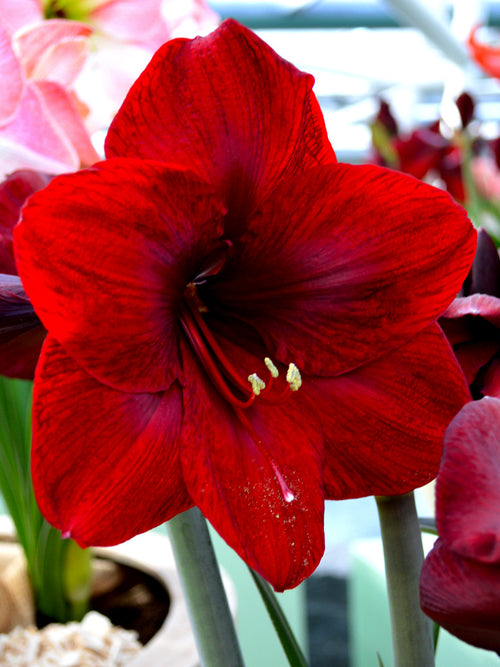 Jumbo Amaryllis Royal Velvet Bulbs