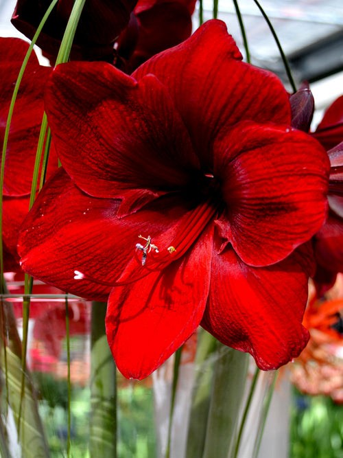 Jumbo Amaryllis Royal Velvet Indoor Growing