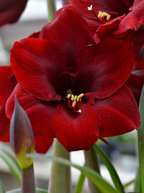 Jumbo Amaryllis Royal Velvet DutchGrown