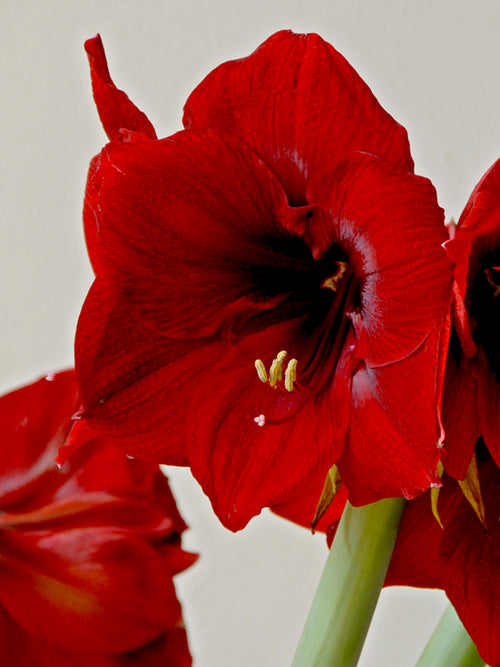Jumbo Amaryllis Royal Velvet