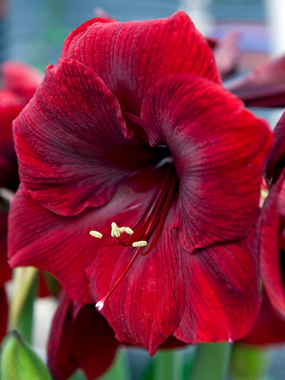 Jumbo Amaryllis Royal Velvet Indoor Plant