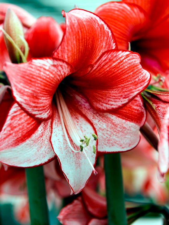 Jumbo Amaryllis Red and White Temptation Unique Colors