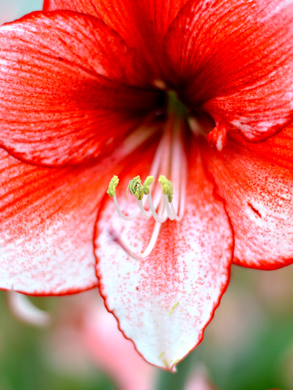Jumbo Amaryllis Red and White Temptation Unique Colors