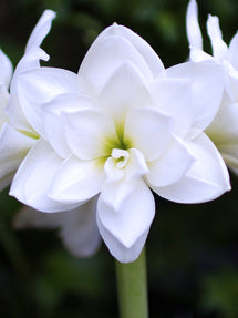 Jumbo Double Amaryllis White Nymph