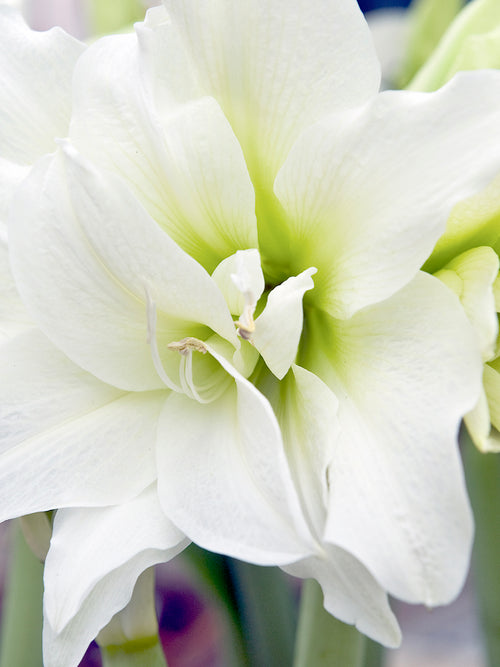 Jumbo Double Amaryllis - White Nymph close up