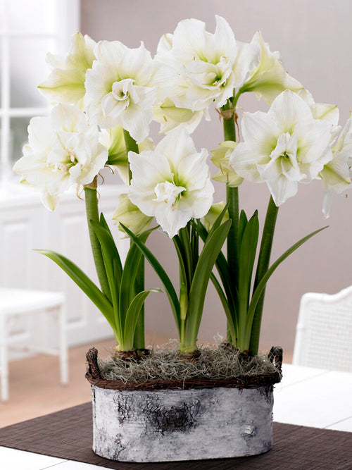 Jumbo Double Amaryllis - White Nymph in pot