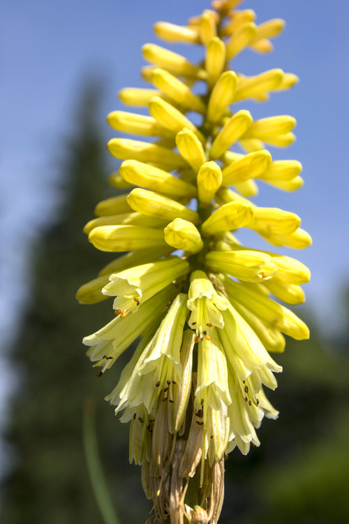 Red Hot Poker Citrina
